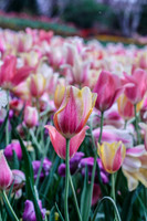 DallasArboretum_0022