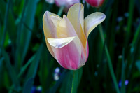 DallasArboretum_0015