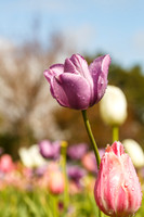 DallasArboretum_0009