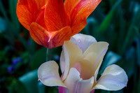 DallasArboretum_0016