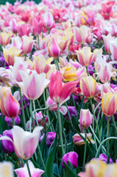 DallasArboretum_0027