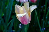 DallasArboretum_0014
