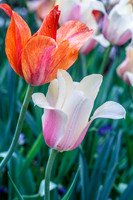 DallasArboretum_0020