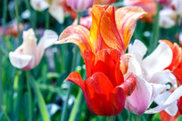 DallasArboretum_0013