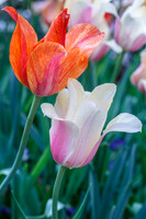 DallasArboretum_0018