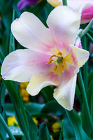 DallasArboretum_0024