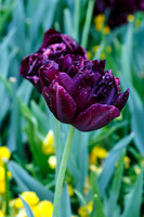 DallasArboretum_0030