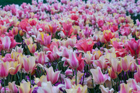 DallasArboretum_0029