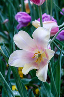 DallasArboretum_0025