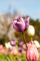 DallasArboretum_0008