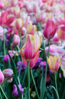DallasArboretum_0021