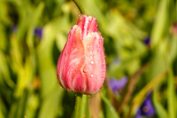 DallasArboretum_0005