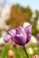 DallasArboretum_0006