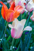 DallasArboretum_0019