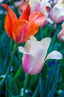 DallasArboretum_0017